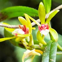Trichoglottis longifolia Atthan., C.Bandara, N.L.Bandara & Kumar